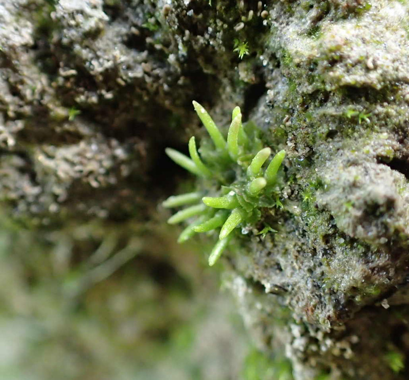 Anthoceros macounii